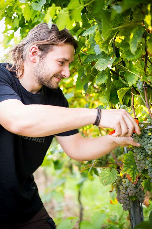 Student im Weinberg