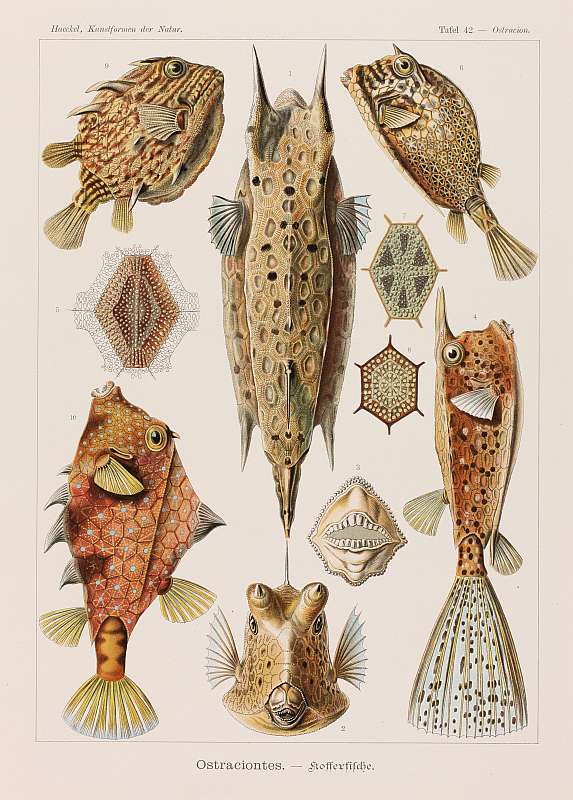 Ernst Haeckel, Kunstformen der Natur, 1899 - 1904 - Tafel 42 Ostraciontes - Kofferfische