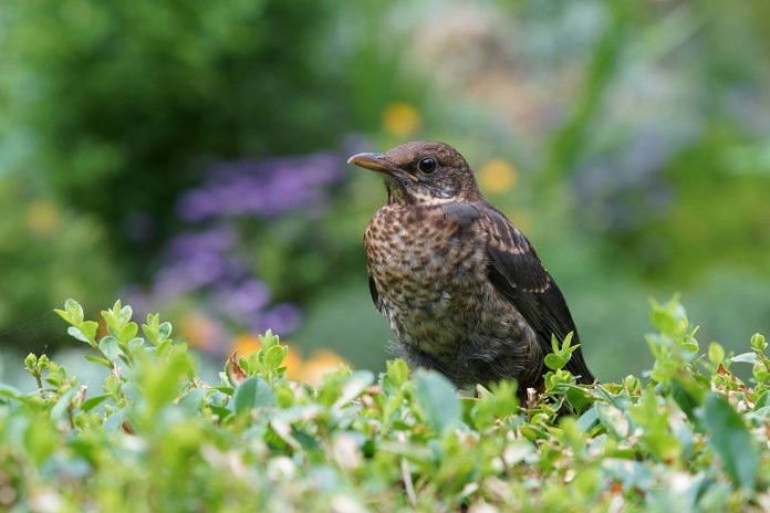 Symbolbild Vogel