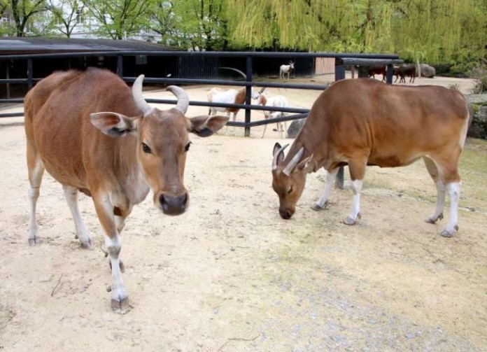 Bantengs Sika und Osita im Zoo Karlsruhe