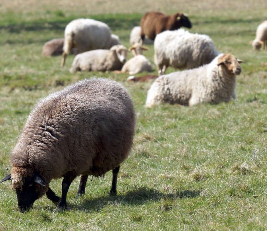 Schafe (Foto: Regierungspräsidium Darmstadt)