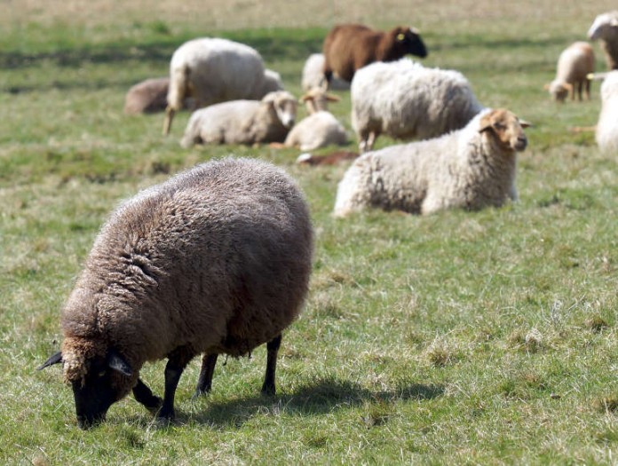 Schafe Schafe (Foto: Regierungspräsidium Darmstadt)
