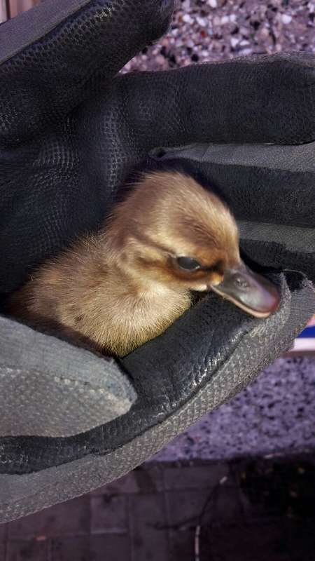 Eine der eingefangenen Enten