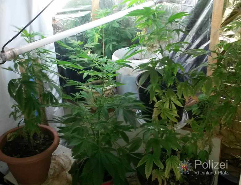 Indoor-Plantage mit Marihuana-Pflanzen