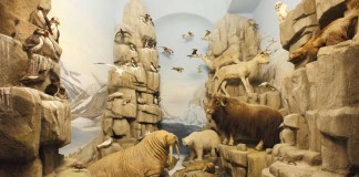 Arktis-Diorama im Hessischen Landesmuseum Darmstadt (Foto: Wolfgang Fuhrmannek, HLMD)