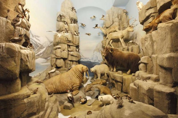 Arktis-Diorama im Hessischen Landesmuseum Darmstadt (Foto: Wolfgang Fuhrmannek, HLMD)