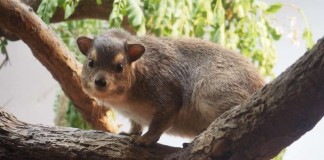 Buschliefer (Foto: Zoo Frankfurt)