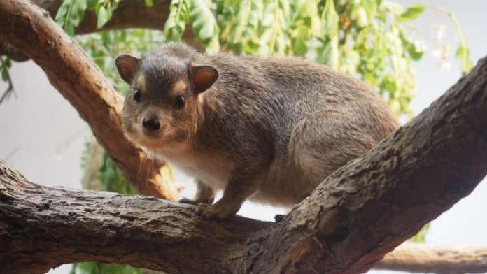 Buschliefer (Foto: Zoo Frankfurt)