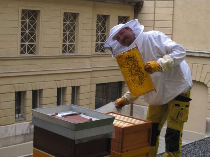 Eberbiene-Imker bei der Arbeit (Foto: Eberbiene)