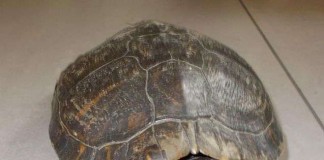 Aufgefundene Schildkröte (Foto: Polizei)