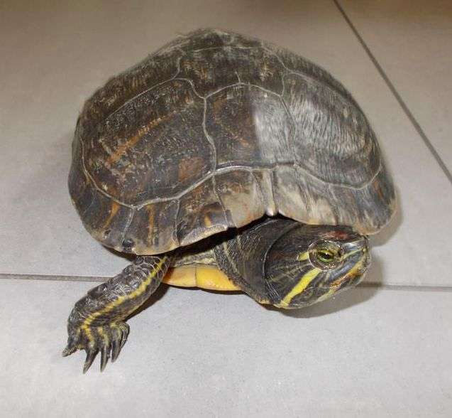 Aufgefundene Schildkröte (Foto: Polizei)