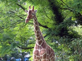 Giraffenbulle Mtoto (Foto: Stadt Karlsruhe)
