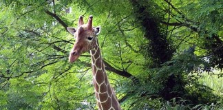 Giraffenbulle Mtoto (Foto: Stadt Karlsruhe)