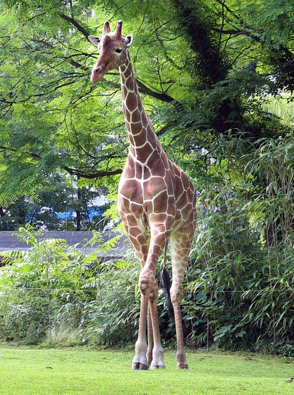 Karlsruhe Zoo Netzgiraffe Mtoto Giraffenbulle Mtoto (Foto: Stadt Karlsruhe)