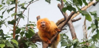 Zwergagutis, Goldgelbe Löwenäffchen und Faultiere teilen sich eine große Schauanlage (Foto: Zoo Frankfurt)