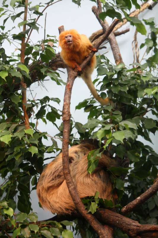 Zwergagutis, Goldgelbe Löwenäffchen und Faultiere teilen sich eine große Schauanlage (Foto: Zoo Frankfurt)
