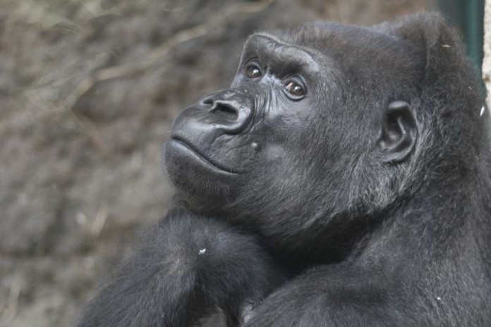 Gorilla-Weibchen Julchen verstarb im Alter von 52 Jahren (Foto: Matthias Besant