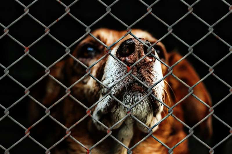 Eingesperrter Hund (Foto: Pixabay)