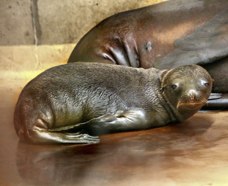 Junger Seelöwe im Zoo Karlsruhe (Foto: Stadt Karlsruhe)