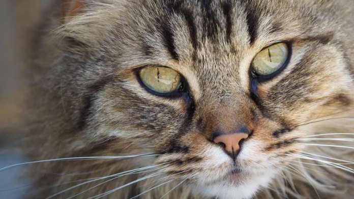 Katze Haustier Symbolbild Symbolbild Katze (Foto: Pixabay)