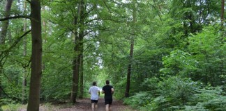 Laufen durch den Dossenwald (Foto: Stadt Mannheim)