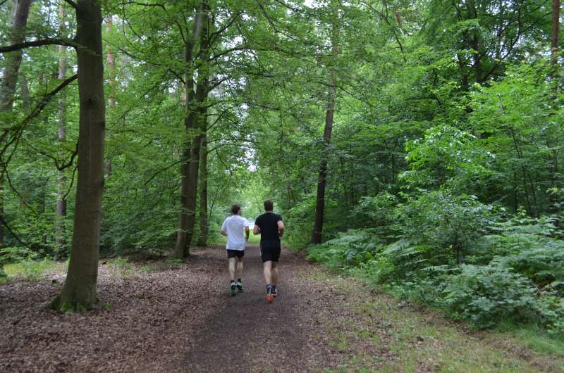Laufen durch den Dossenwald (Foto: Stadt Mannheim)