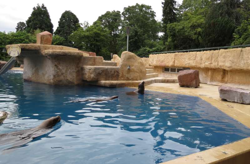 Mähnenrobben im Robbenbecken (Foto: Theresa Häberle/Zoo Heidelberg)