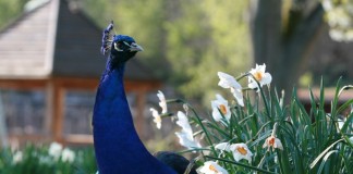 Pfau (Foto: T. Schmeing)