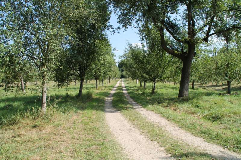 Reißinsel - eine natürliche Auenlandschaft (Archivbild 2013, Foto: Stadt Mannheim)