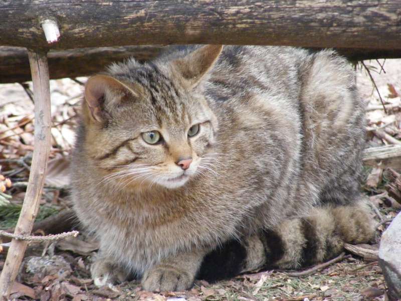 Weiter verbreitet als gedacht: Die Europäische Wildkatze Felis silvestris silvestris (Foto: Senckenberg/Steyer)