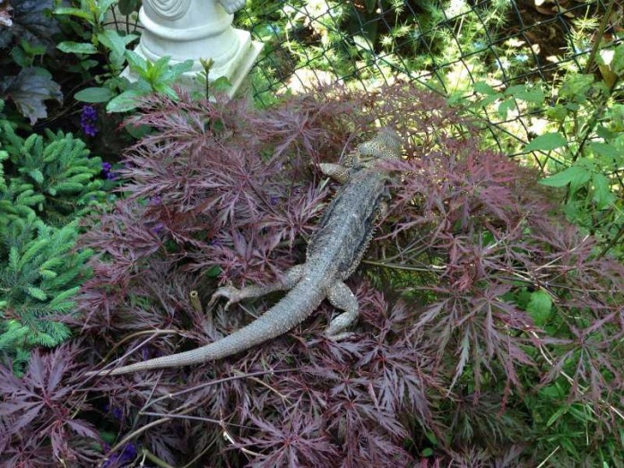 Exotischer Besucher im Garten