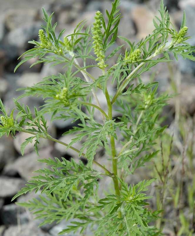 Ambrosia Ambrosia (Foto: Stadt Ludwigshafen)