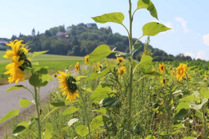 Am Fuße des Otzberg: Eine ENTEGA-Blumenwiese verbessert die Biodiversität und schafft Lebensraum für Igel, Mäuse, Hasen und Vögel (Foto: ENTEGA AG)