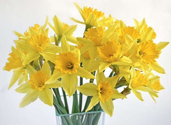 Narzissen Blumenstrauß Frühling Blumen Gelb Symbolbild