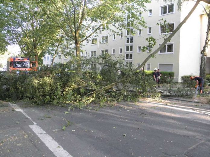 Ein Baum wurde fachmännisch gefällt (Foto: Feuerwehr Wiesbaden)