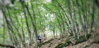 Strecke verläuft überwiegend auf dem Premiumwanderweg Soonwaldsteig (Foto: Sebastian Wendel)