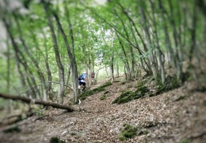 Strecke verläuft überwiegend auf dem Premiumwanderweg Soonwaldsteig (Foto: Sebastian Wendel)