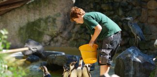 Pinguinfütterung im Zoo Landau (Foto: Holger Knecht)