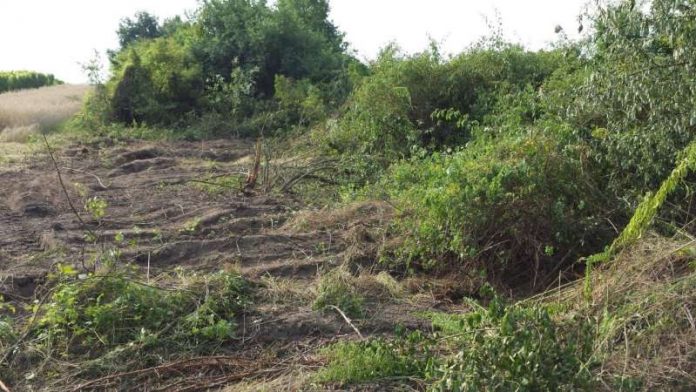 Zerstörung einer Biotopfläche im Naturschutzgebiet in Ingelheim Die Kreisverwaltung sucht den Verursacher und Hinweise (Foto: Kreisverwaltung Mainz-Bingen)