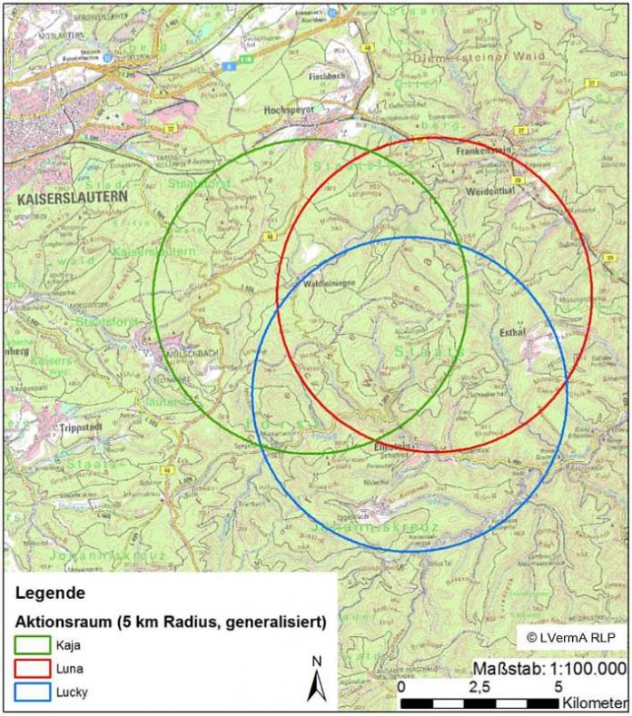 Die Karte verdeutlicht die ungefähren Aktionsräume der drei Luchse, generalisiert auf einen Kreis mit 5 km Radius mit Stand Mitte letzter Woche. (Foto: Stiftung Natur und Umwelt Rheinland-Pfalz Projektbüro LIFE Luchs)