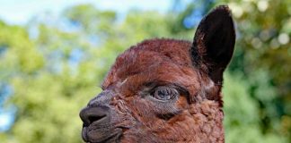 Elroy, der kleine Alpaka im Zoo Karlsruhe (Foto: Zoo Karlsruhe)