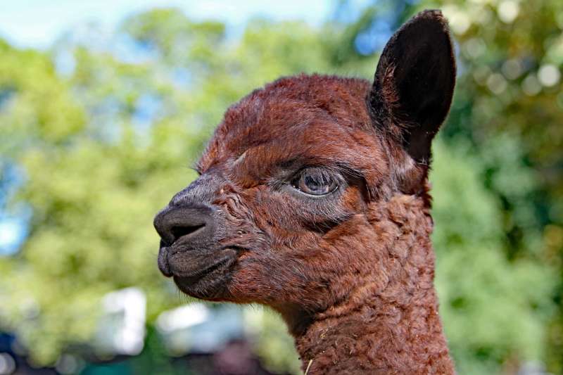 Elroy, der kleine Alpaka im Zoo Karlsruhe (Foto: Zoo Karlsruhe)