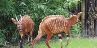 Bongos LEKI und KAWANA (Foto: Zoo Frankfurt)