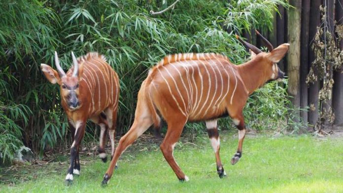 Frankfurt Ein Bongo-Trio für den Zoo Bongos LEKI und KAWANA (Foto: Zoo Frankfurt)