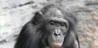 Bonobo BASHIRA mit Jungtier (Foto: Matthias Besant)