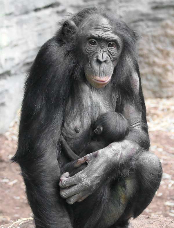 Bonobo BASHIRA mit Jungtier (Foto: Matthias Besant)