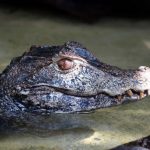 Reptil (Foto: Reinhard Schnell)