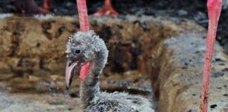 Zuchterfolg im Zoologischen Stadtgarten Karlsruhe: Der kleine Flamingo (Foto: Stadt Karlsruhe)