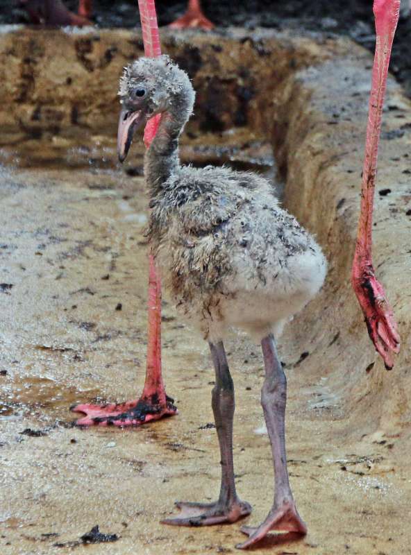 Zuchterfolg im Zoologischen Stadtgarten Karlsruhe: Der kleine Flamingo (Foto: Stadt Karlsruhe)