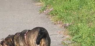 Mischlingshund, vermutlich Rottweiler (Foto: Polizei)